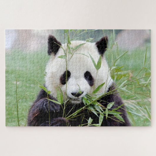 Fotoreuzenpanda, dieren 0341. legpuzzel (Horizontaal)