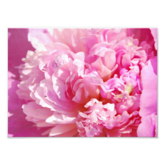 Fotoroze Peony Foto Afdruk