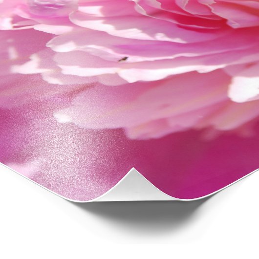 Fotoroze Peony Foto Afdruk (Hoek)