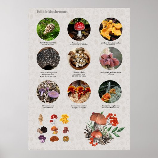 Foto's en illustraties van eetbare paddenstoelen poster (Voorkant)