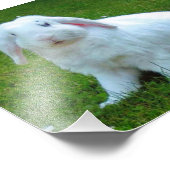 foto's konijnen afdrukken foto afdruk (Hoek)