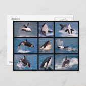 Foto's mozaïek van dodelijke walvissen briefkaart (Voorkant / Achterkant)
