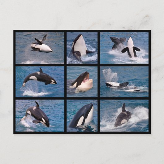 Foto's mozaïek van dodelijke walvissen briefkaart (Voorkant)