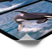 Foto's mozaïek van dodelijke walvissen poster (Hoek)