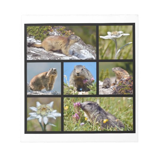 Foto's mozaïekalpiene marmots en edelweiss notitieblok (Voorkant)