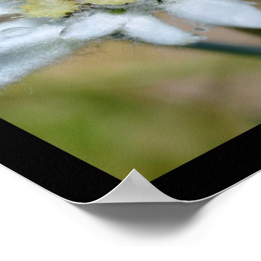 Foto's mozaïekalpiene marmots en edelweiss poster (Hoek)