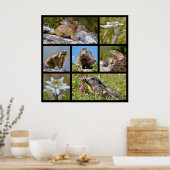 Foto's mozaïekalpiene marmots en edelweiss poster (Keuken)