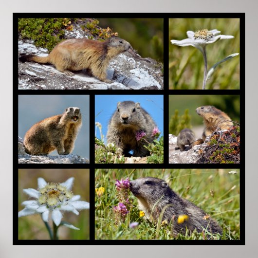 Foto's mozaïekalpiene marmots en edelweiss poster (Voorkant)