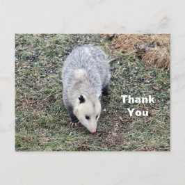 Fotos opossum dank u briefkaart