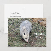 Fotos opossum dank u briefkaart (Voorkant / Achterkant)