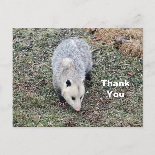 Fotos opossum dank u briefkaart (Voorkant)