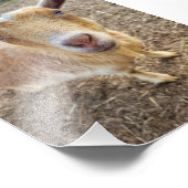 Foto's van 5 x 7 inch || Ginger Foto Afdruk (Hoek)