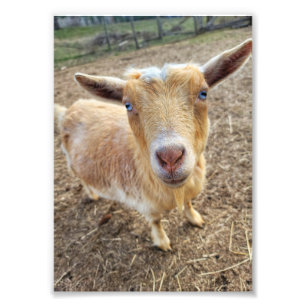 Foto's van 5 x 7 inch    Ginger Foto Afdruk