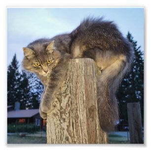Foto's van 6 inch x6     Cathletic Cat Foto Afdruk