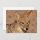 Foto's van coyote in Nevada Briefkaart (Voorkant / Achterkant)