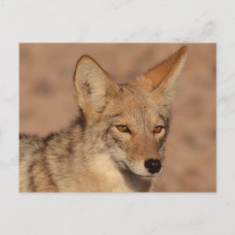 Foto's van coyote in Nevada Briefkaart