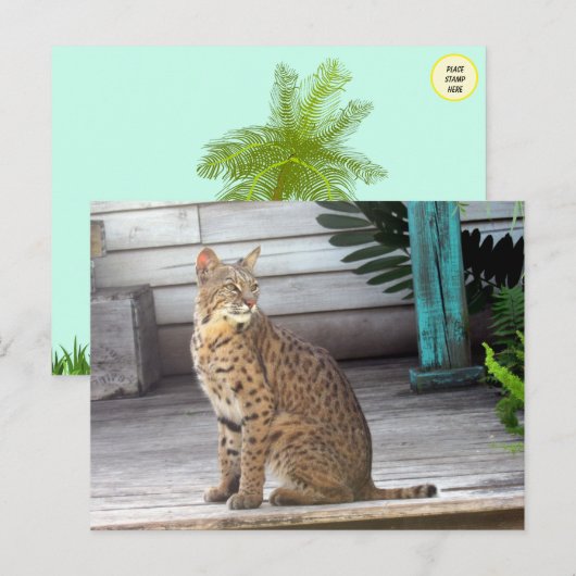 Foto's van een bobcat in Florida Briefkaart (Voorkant / Achterkant)