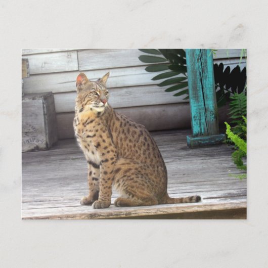 Foto's van een bobcat in Florida Briefkaart (Voorkant)