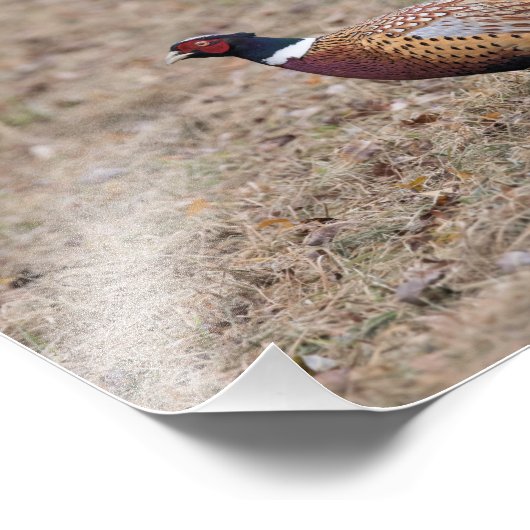 Foto's van faasant foto afdruk (Hoek)