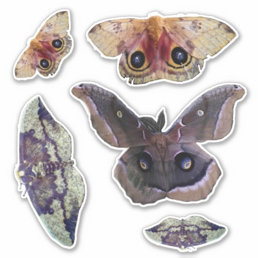 Foto's van Indiana Moth Sticker (Voorkant)