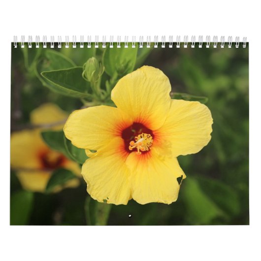 Foto's van Kaui met natuur Kalender (Hoes)