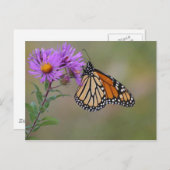 Foto's van Monarch Butterfly Briefkaart (Voorkant / Achterkant)