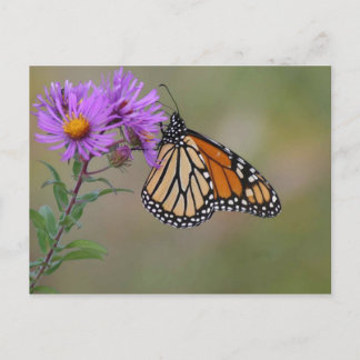 Foto's van Monarch Butterfly Briefkaart