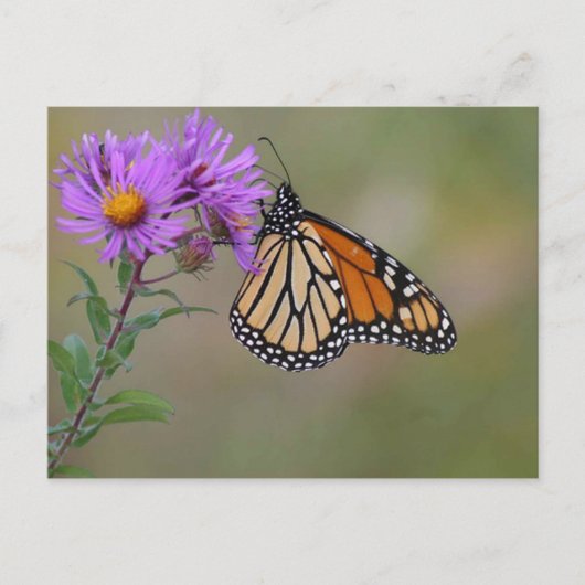 Foto's van Monarch Butterfly Briefkaart (Voorkant)