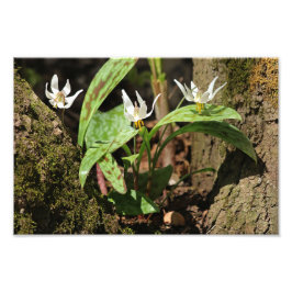 Foto's van Trout Lily Foto Afdruk