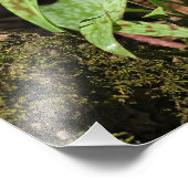 Foto's van Trout Lily Foto Afdruk (Hoek)