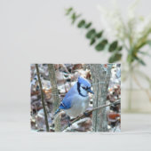 Foto's : vogels - briefkaart (Staand voorkant)