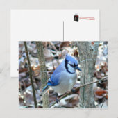 Foto's : vogels - briefkaart (Voorkant / Achterkant)