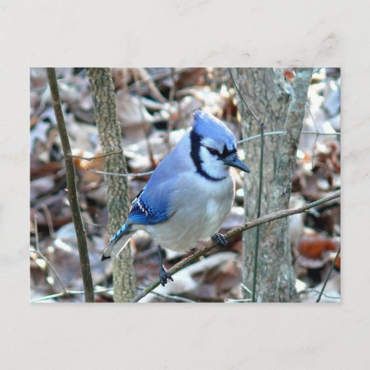 Foto's : vogels - briefkaart (Voorkant)