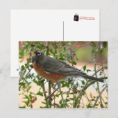 Foto's : vogels - briefkaart (Voorkant / Achterkant)