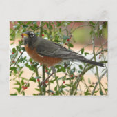 Foto's : vogels - briefkaart (Voorkant)