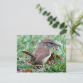 Foto's: vogels - briefkaart (Staand voorkant)