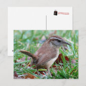 Foto's: vogels - briefkaart (Voorkant / Achterkant)
