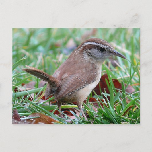 Foto's: vogels - briefkaart (Voorkant)