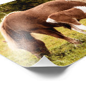 Foto's voor paarden en Pony Foto Afdruk (Hoek)