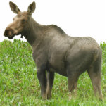 Fotosculptuur van 5 x 7 mazen staand fotobeeldje<br><div class="desc">Fotosculptuur, Creëer door bearsandmore</div>