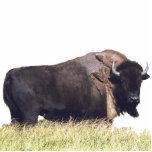 Fotosculptuur van buffalo 5x7 staand fotobeeldje<br><div class="desc">Fotosculptuur van buffalo 5x7 Creëer door bearsandmore</div>