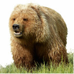 Fotosculptuur van grizzly beer 5x7 staand fotobeeldje<br><div class="desc">Fotosculptuur van grizzly beer 5x7 Creëer door bearsandmore</div>