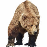 Fotosculptuur van grizzly beer staand fotobeeldje<br><div class="desc">Fotosculptuur van grizzly beer Creëer door bearsandmore</div>