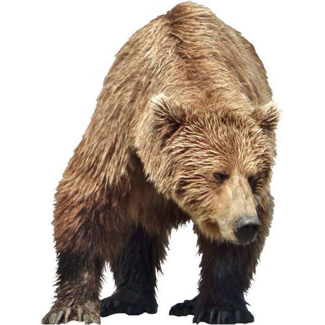 Fotosculptuur van grizzly beer staand fotobeeldje  (Voorkant)