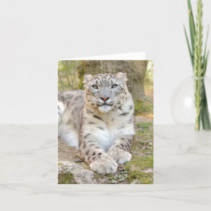 Fotosneeuwluipaard, dierenkaart kaart