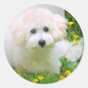 Fotostickers Ronde Sticker