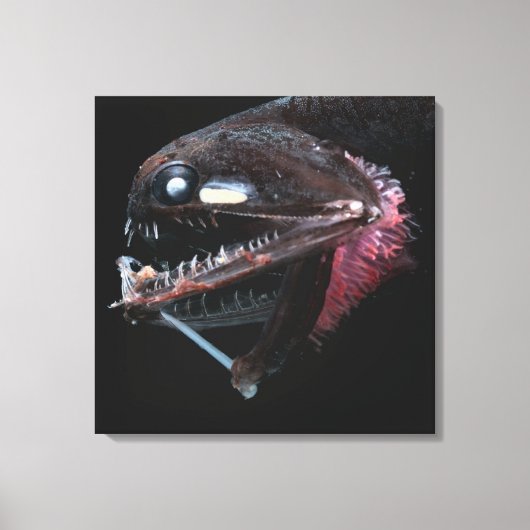 Fotostomias guernei canvas afdruk (Voorkant)