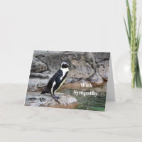 Fotosympathie Wildlife Penguin