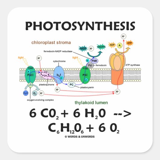 Fotosynthese (chemische formule) vierkante sticker (Voorkant)