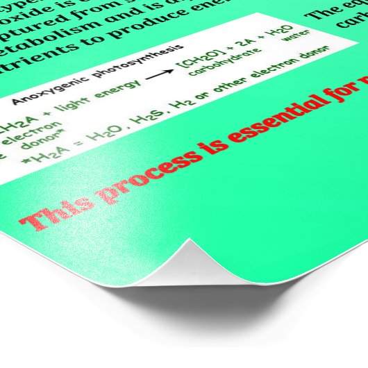 Fotosynthese Foto Afdruk (Hoek)